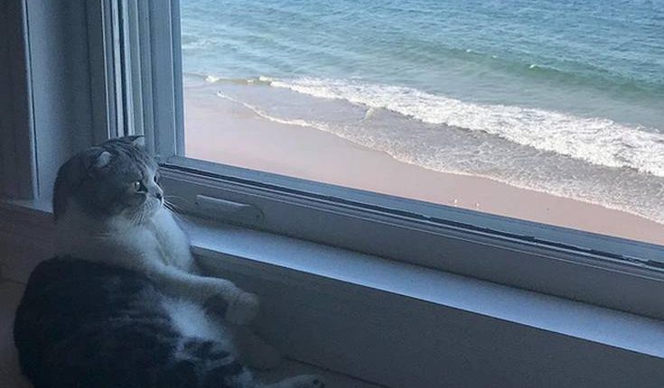taylor swift and cat pic