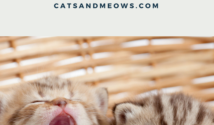 Adopting-a-cat-for-christmas
