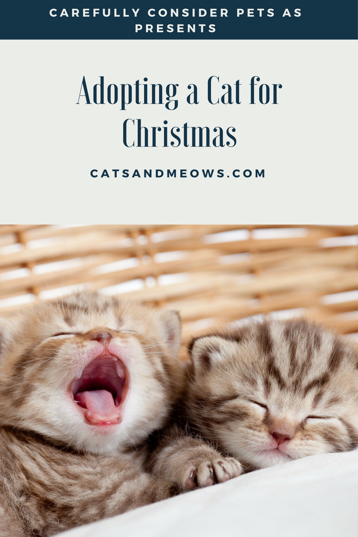 Adopting a Cat for Christmas – Carefully Consider Pets as Presents