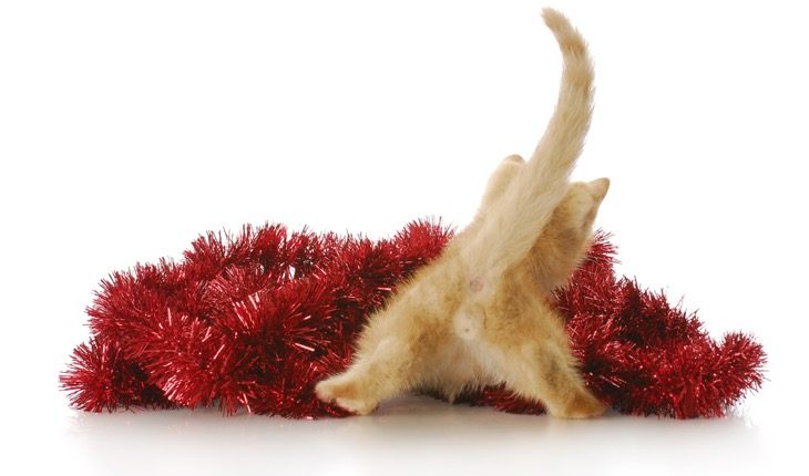 christmas kitten