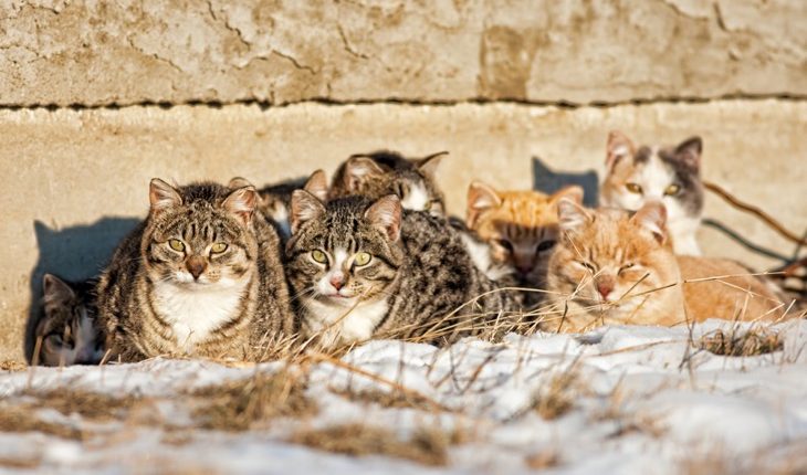 Feral Cats