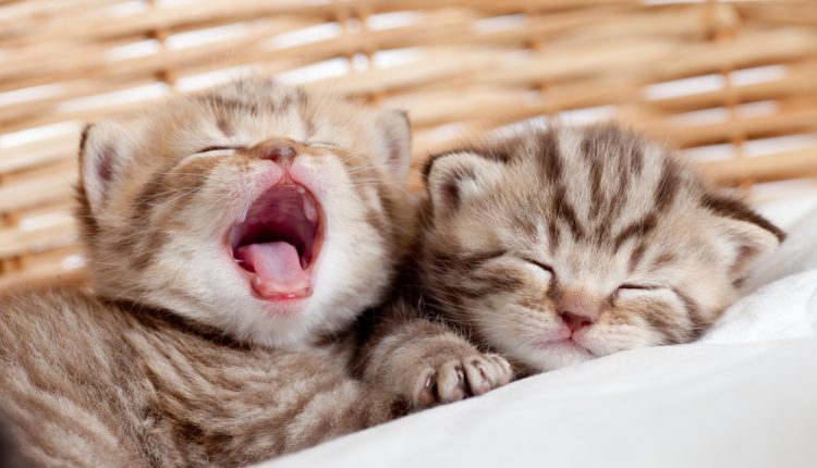 two funny sleeping and yawning kittens in wicker basket