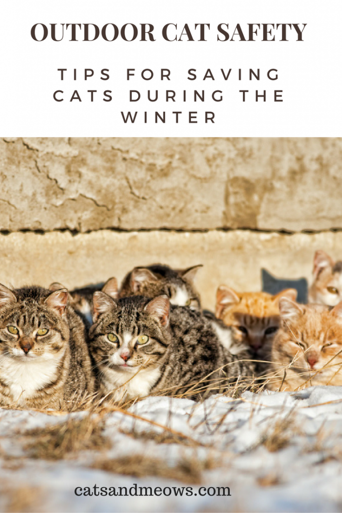 Outdoor Cat Safety Tips for Saving Cats During the Winter Cats and Meows
