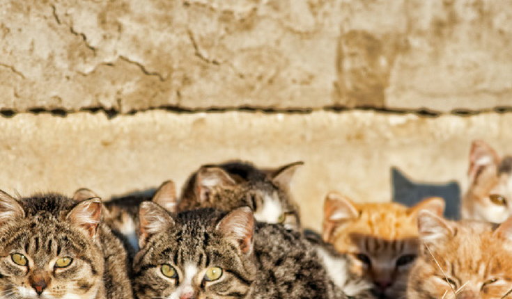 Outdoor Cat Safety