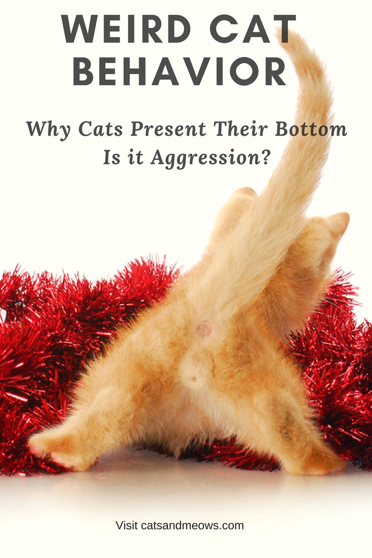Weird Cat Behavior: Why Cats Present Their Bottom - Is it Aggression?
