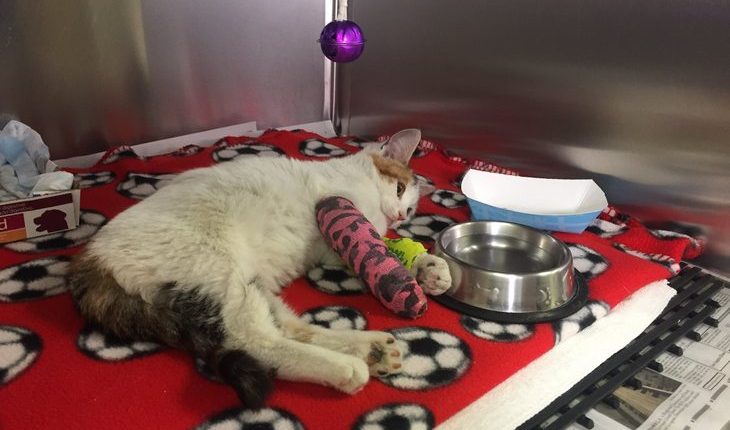 cat abused