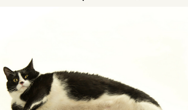 Cat-obessity-is-your-cat-fat