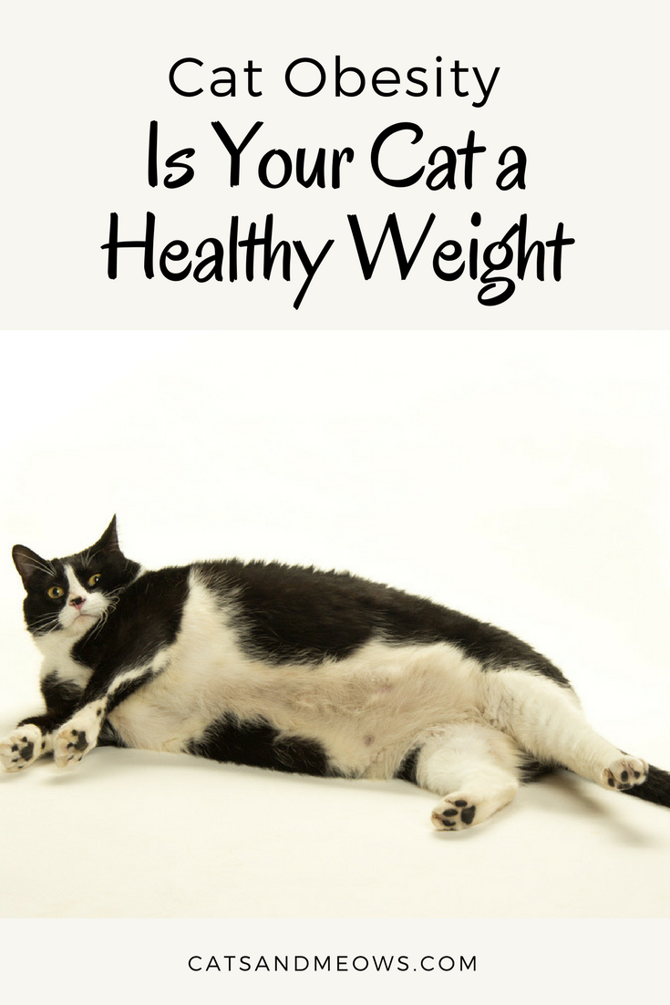 Cat Obesity - Is Your Cat a Healthy Weight