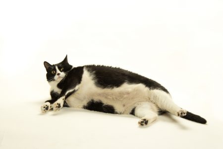 Cat Obesity – Is Your Cat a Healthy Weight