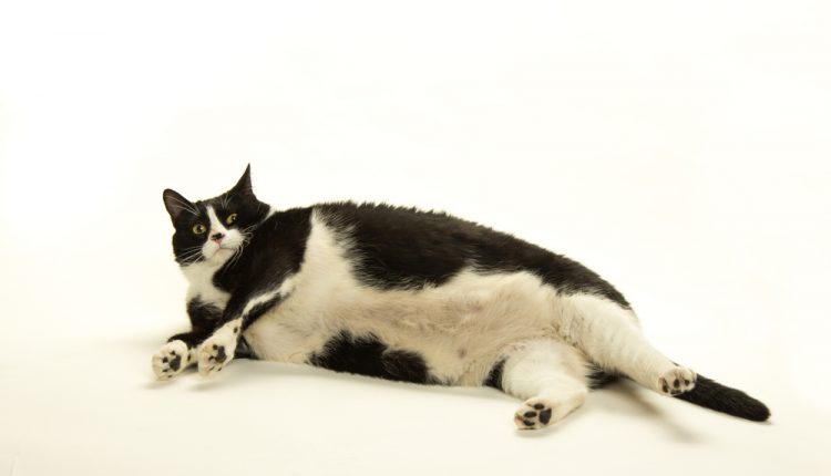 Fat Cat on White Background