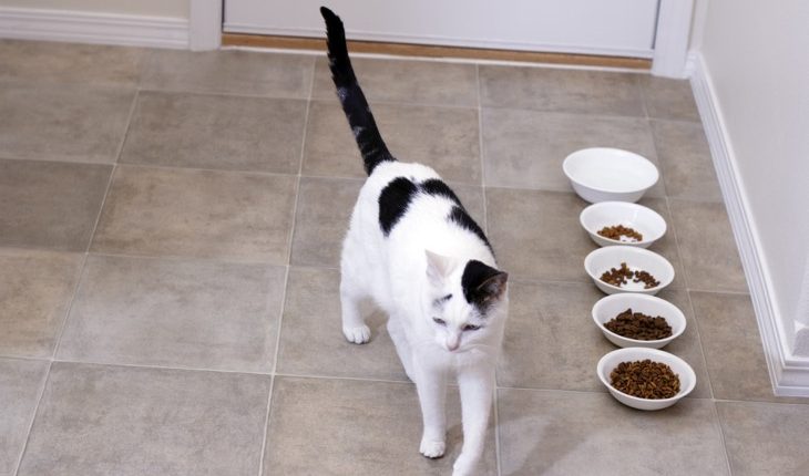 Kitty After Eating