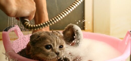 Do Cats Like Baths?