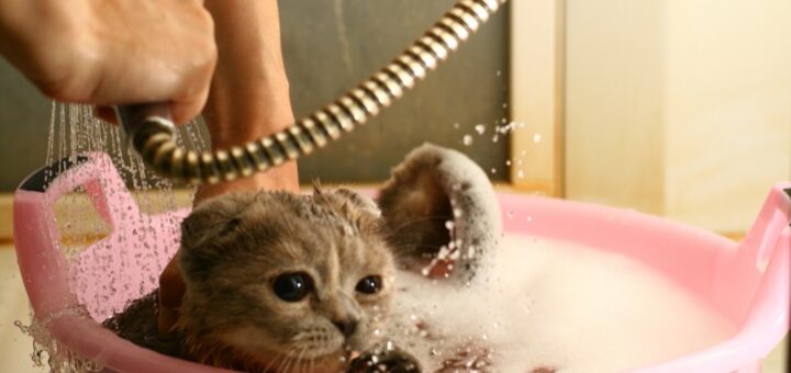 Do Cats Like Baths?