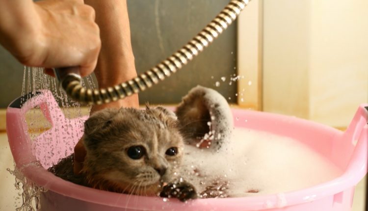 wash cat