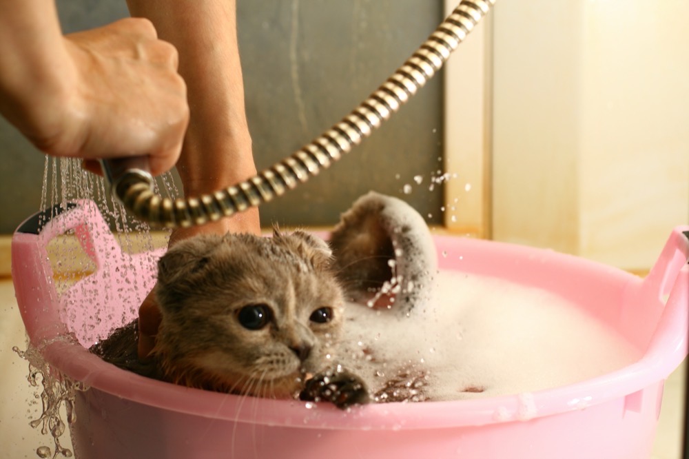 Do Cats Like Baths?