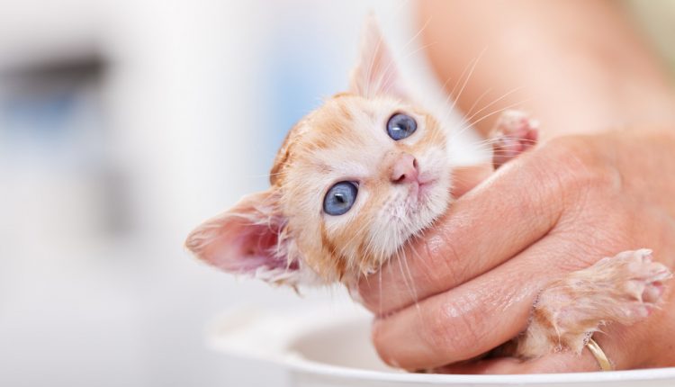 Cute rescue kitten afraid of her first bath – close up