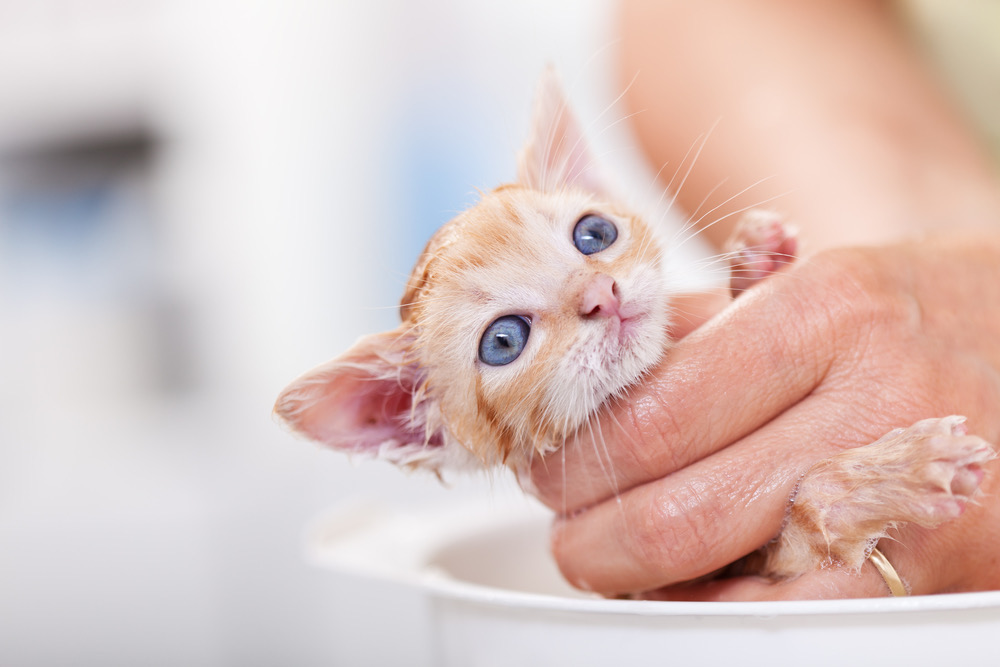 Do Cats Like Baths?