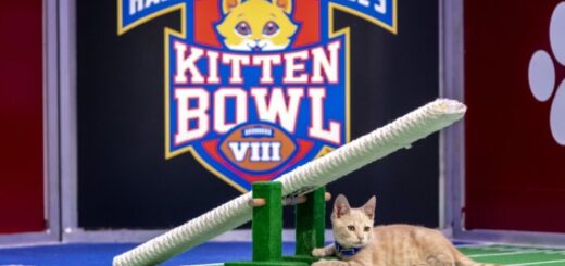 Hallmark Channel News: Kitten Bowl VIII Premiere Date, 2021 Marks Incredible Milestone For Shelter Adoptions