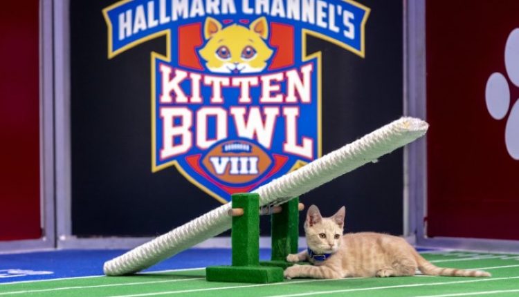 Hallmark-Kitten-bowl1