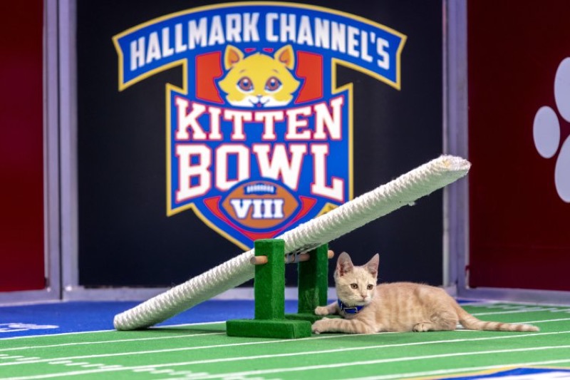 Hallmark Channel News: Kitten Bowl VIII Premiere Date, 2021 Marks Incredible Milestone For Shelter Adoptions