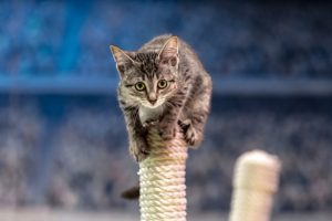 Hallmark Channel News: Kitten Bowl VIII Premiere Date, 2021 Marks Incredible Milestone For Shelter Adoptions