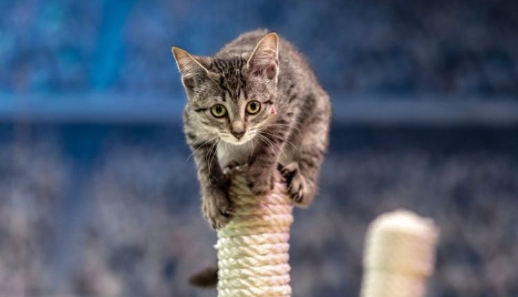 KItten-bowl-21