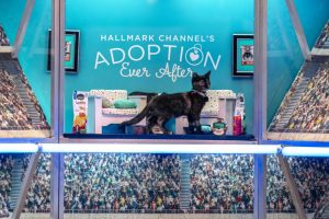Hallmark Channel News: Kitten Bowl VIII Premiere Date, 2021 Marks Incredible Milestone For Shelter Adoptions