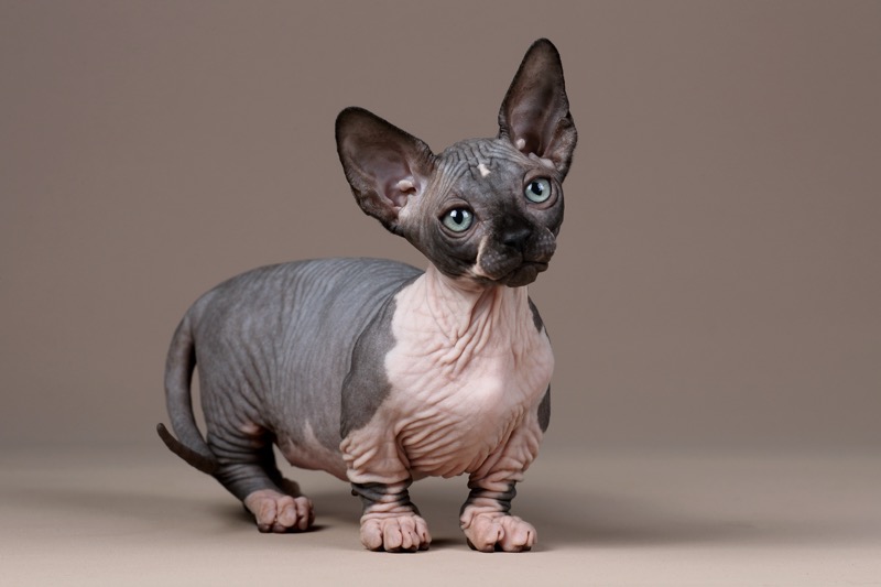 5 Hairless Cat Breeds and What You Should Know
