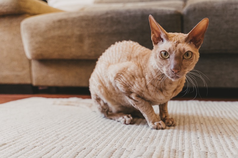 5 Hairless Cat Breeds and What You Should Know