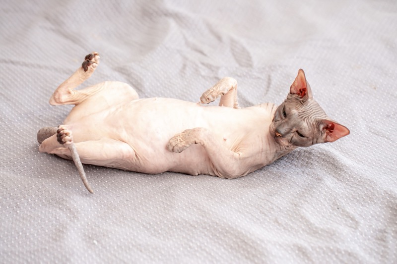 5 Hairless Cat Breeds and What You Should Know