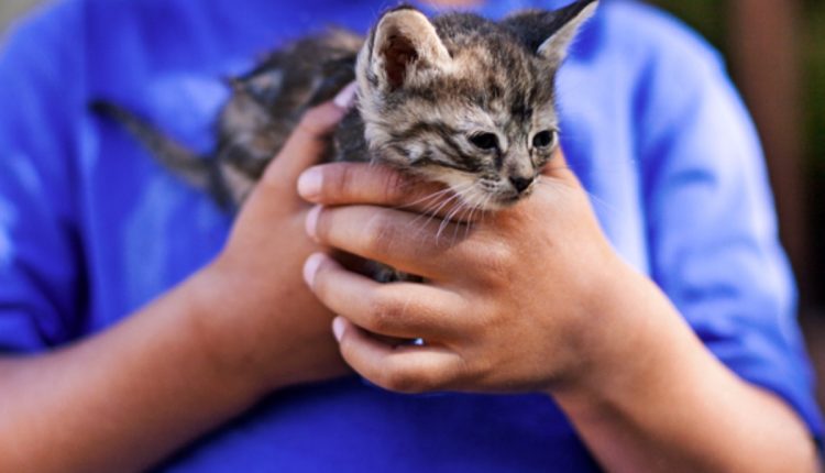 A Pet Cat May be Beneficial for Kids with Autism Spectrum Disorder-2