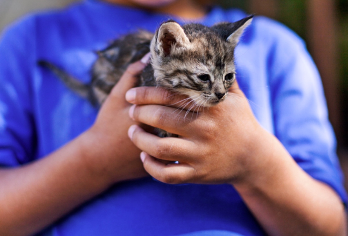 A Pet Cat May be Beneficial for Kids with Autism Spectrum Disorder