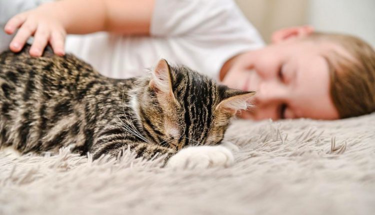 A Pet Cat May be Beneficial for Kids with Autism Spectrum Disorder-3