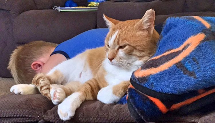 A Pet Cat May be Beneficial for Kids with Autism Spectrum Disorder