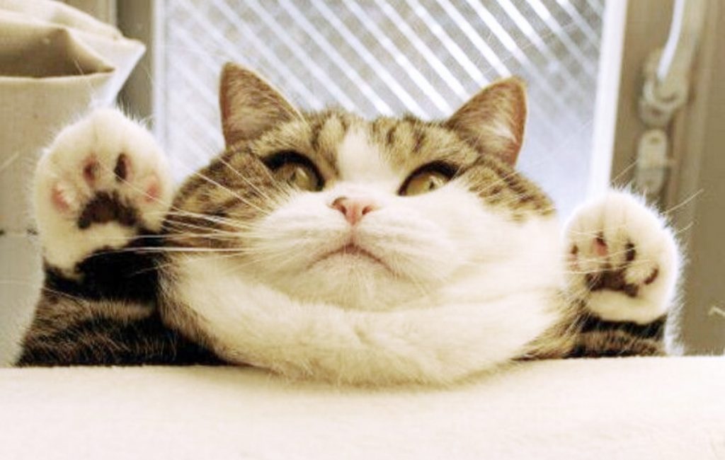 Three Million Chubby Cats Need to Cut the Calories in the New Yea