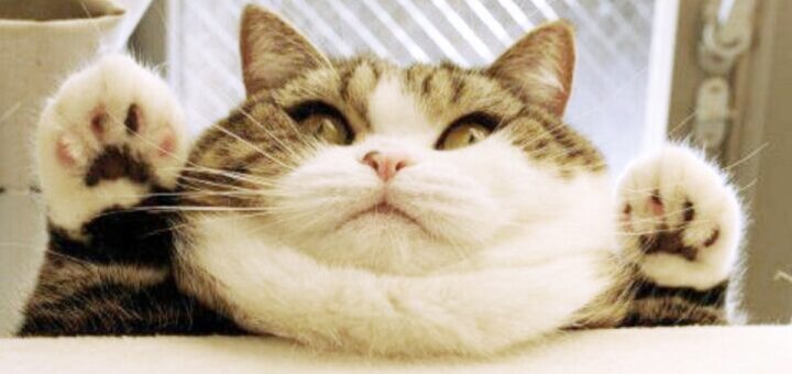 Three Million Chubby Cats Need to Cut the Calories in the New Yea
