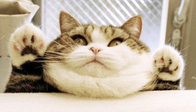 Chubby Cat 1