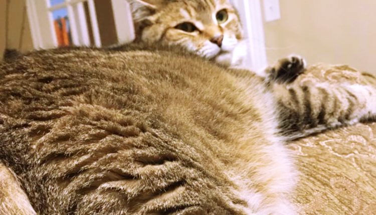 Chubby cat 3
