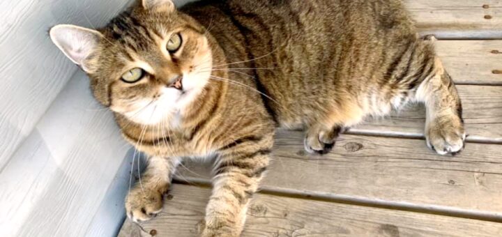 Which of These 5 Feline Personalities Does Your Cat Have?