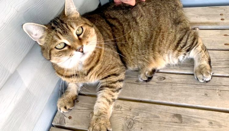 Which of These 5 Feline Personalities Does Your Cat Have- 1