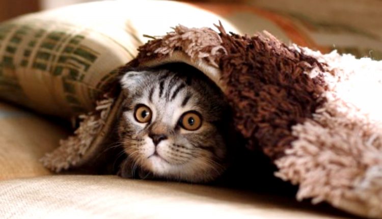 Which of These 5 Feline Personalities Does Your Cat Have-2