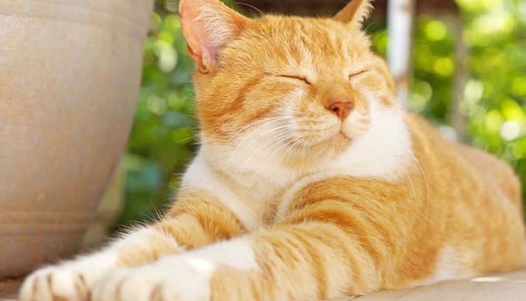 Which of These 5 Feline Personalities Does Your Cat Have-3