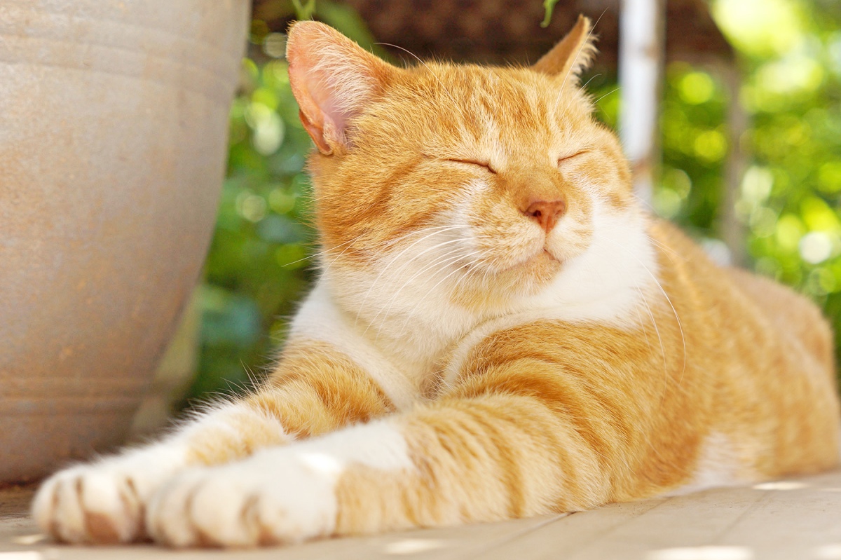 Which of These 5 Feline Personalities Does Your Cat Have?