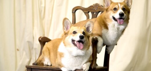 Royal Family News: The Royal Family's Pets Are Amazing