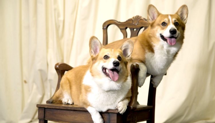 Royal News-The Queen’s Dogs