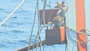 Lucky Felines Saved in Two Purr-fect International Rescues