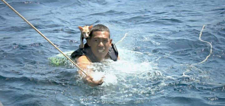 Lucky Felines Saved in Two Purr-fect International Rescues