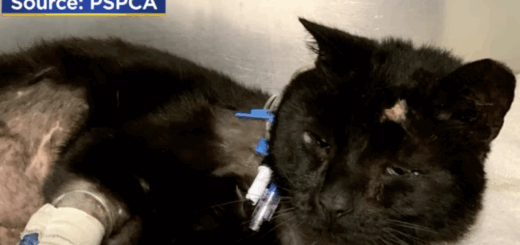 Maimed Buddy The Cat Hangs On - Two Teens Reportedly Arrested