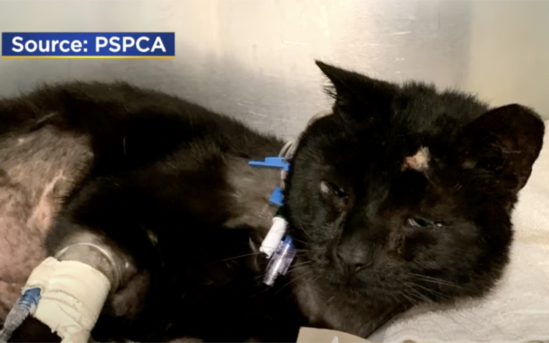 Maimed Buddy The Cat Hangs On - Two Teens Reportedly Arrested
