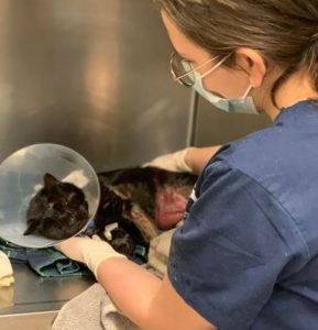 Maimed Buddy The Cat Is On The Mend - Two Teens Reportedly Arrested